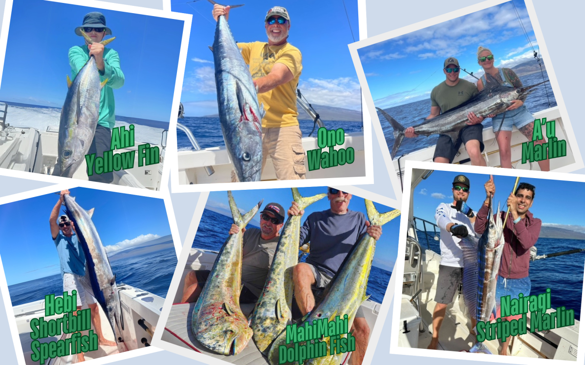 Sport Fishing Collage website