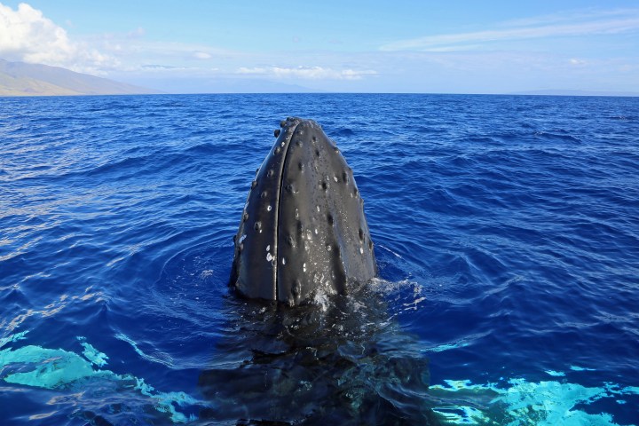 Humpback whale's head emerging from the ocean, clear blue sky and distant land visible.
