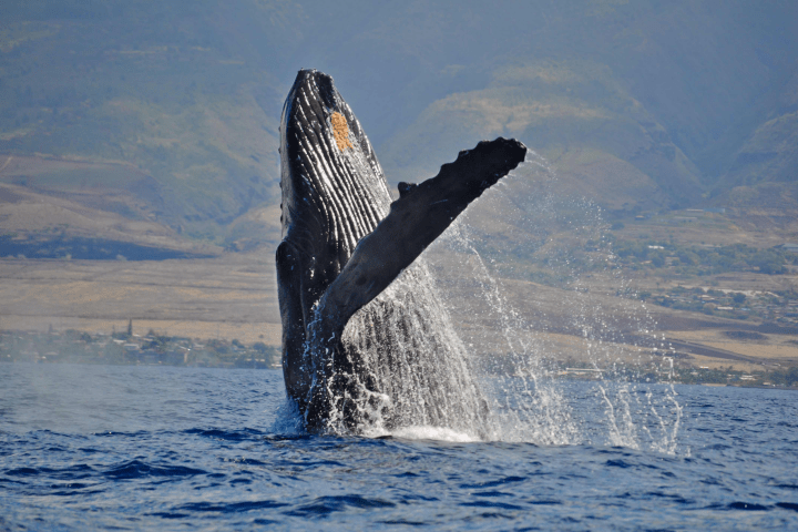Humpback whale breaching the ocean surface near a mountainous coastline.