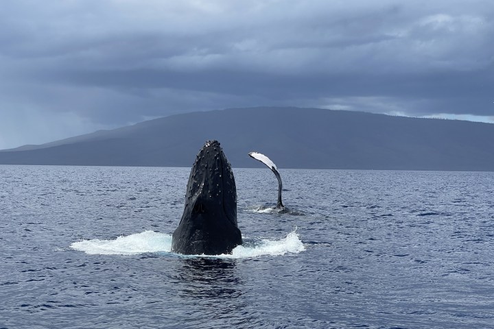 Humpback whale breaching with tail in air, ocean and cloudy sky background.