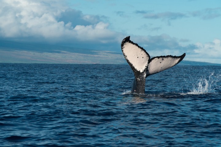 Humpback whale tail emerging from ocean with distant cloudy sky.