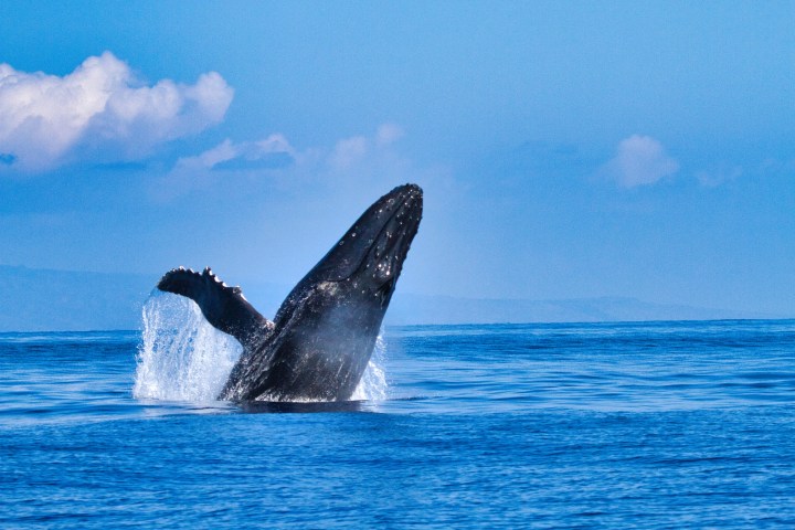 Humpback whale breaching the ocean surface under a blue sky.