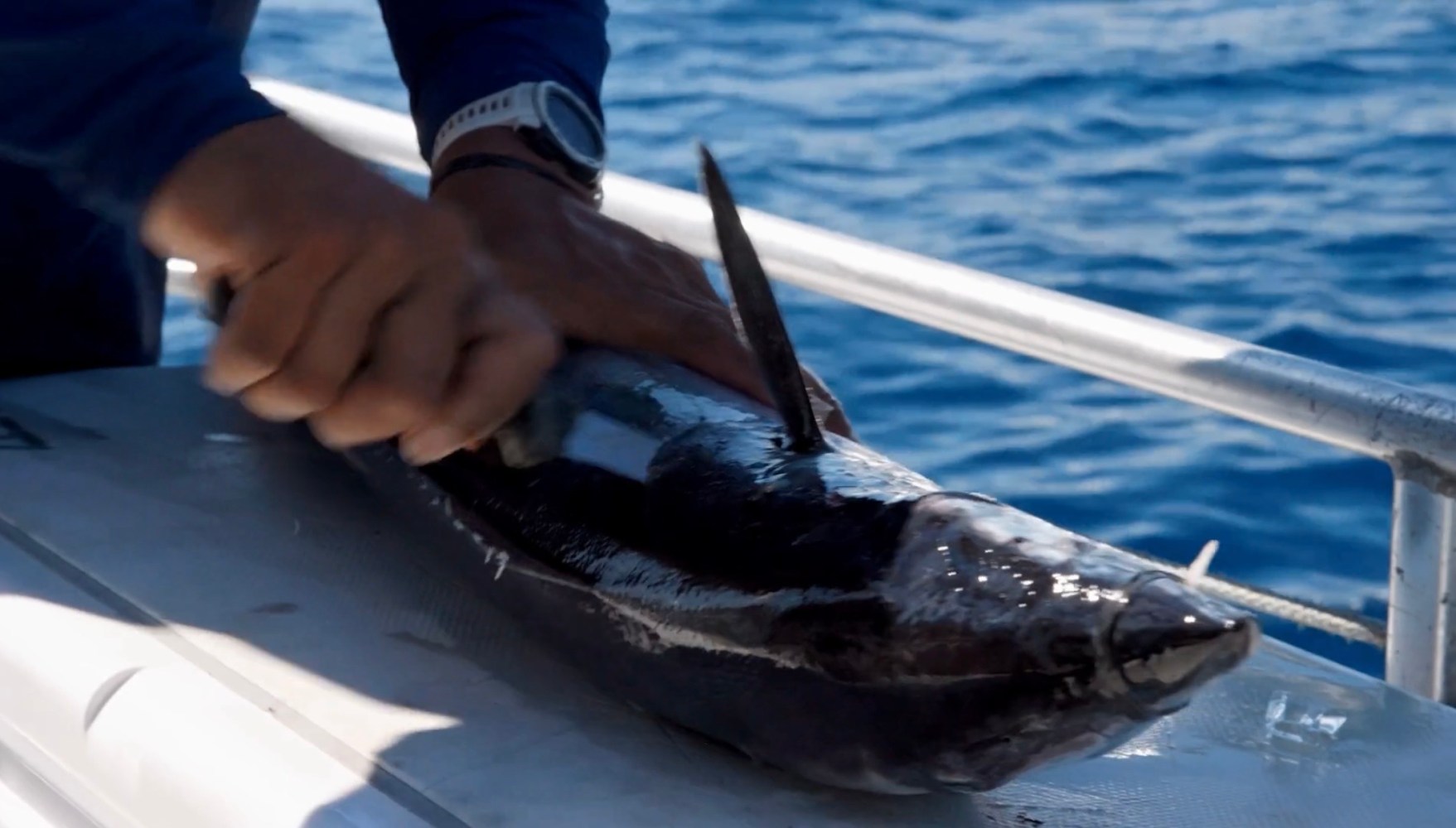 Person cleaning a freshly caught fish on a boat with the sea in the background.